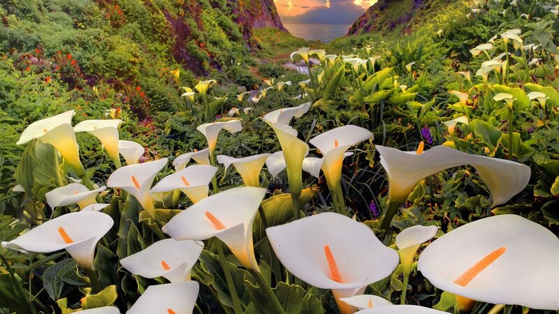 White Calla Lilies — Serene, Sunset