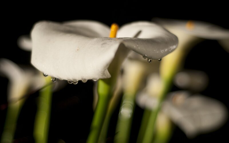 White Calla Lilies