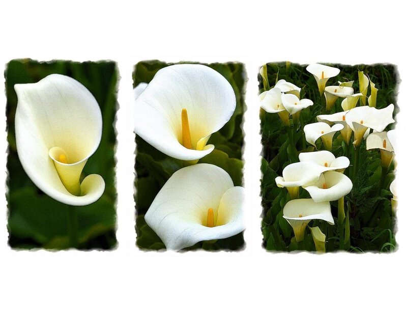 White calla lilies triptych