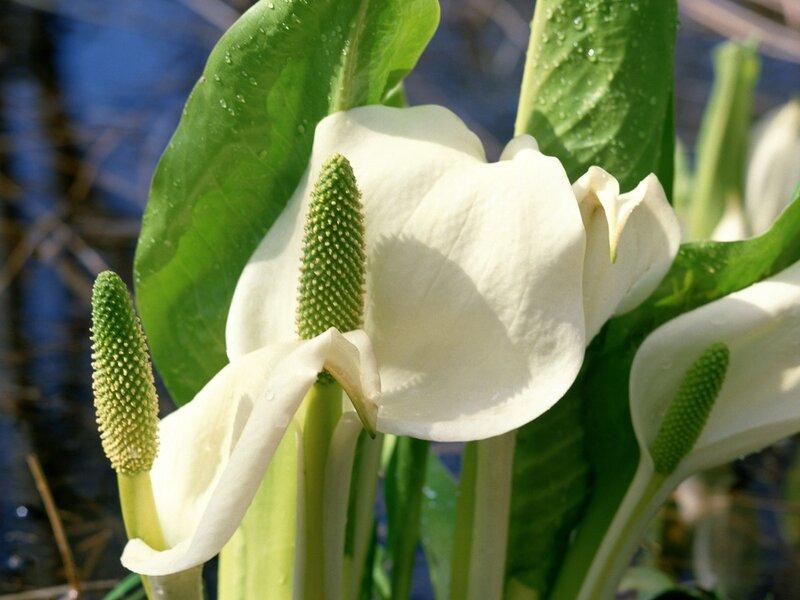 White calla lilies with green leaves