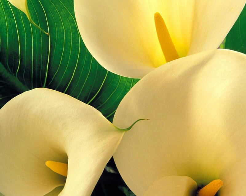 White calla lilies with green leaves