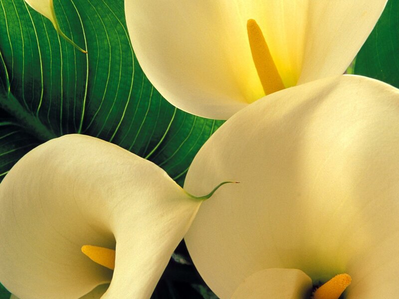 White calla lilies with green leaves