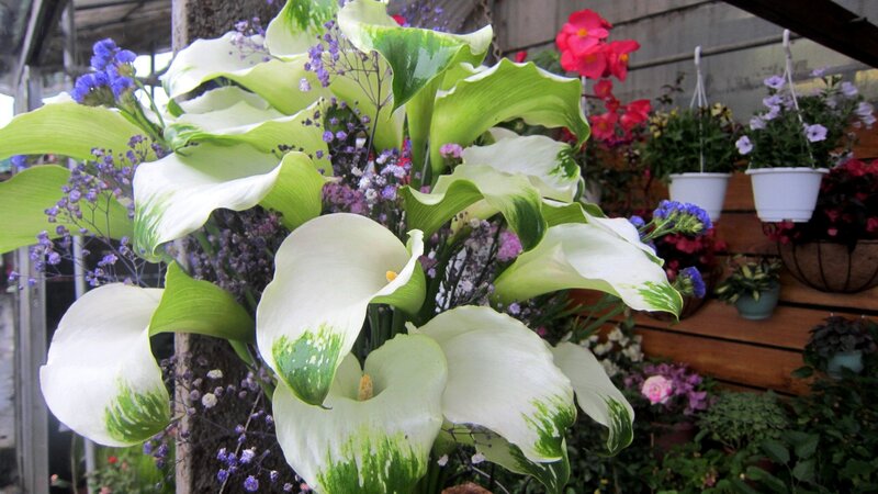White Calla Lilies with Green