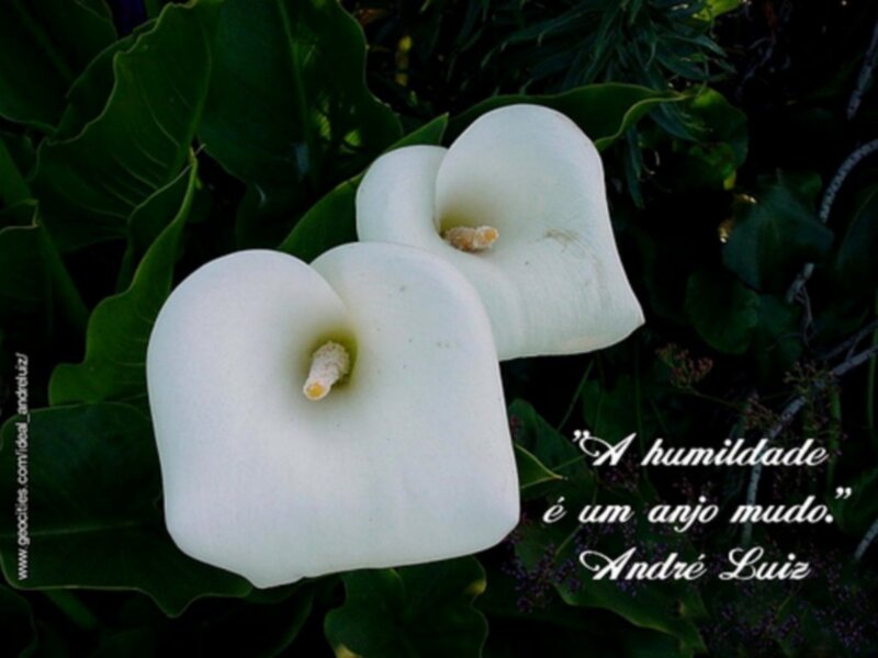 White calla lilies with quote