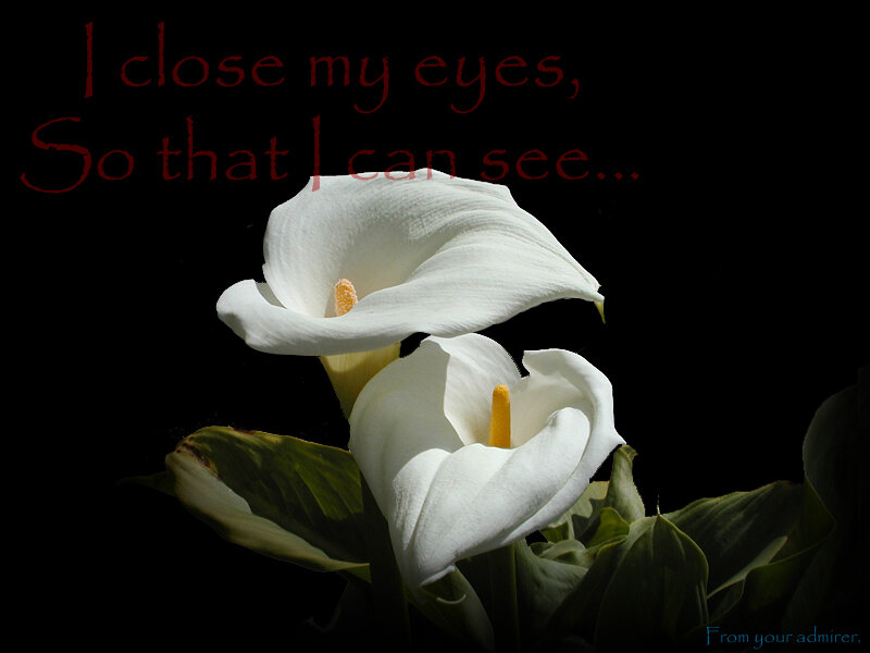 White calla lilies with text