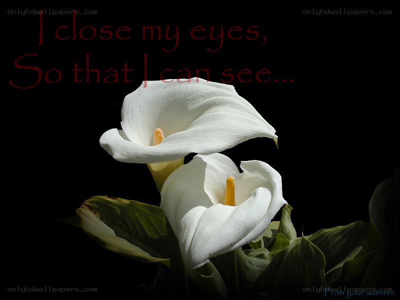 White calla lilies with text