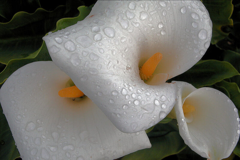 White calla lilies with water droplets