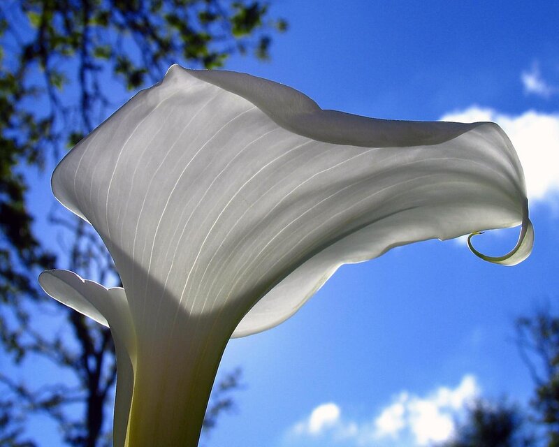 White calla lily against blue sky