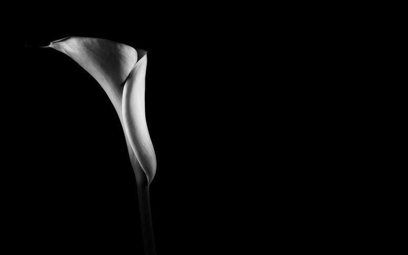 White Calla Lily — Black, Dramatic, Photograph