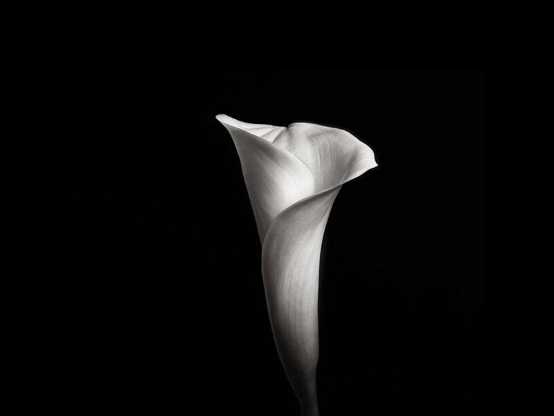 White Calla Lily — Black, Dramatic