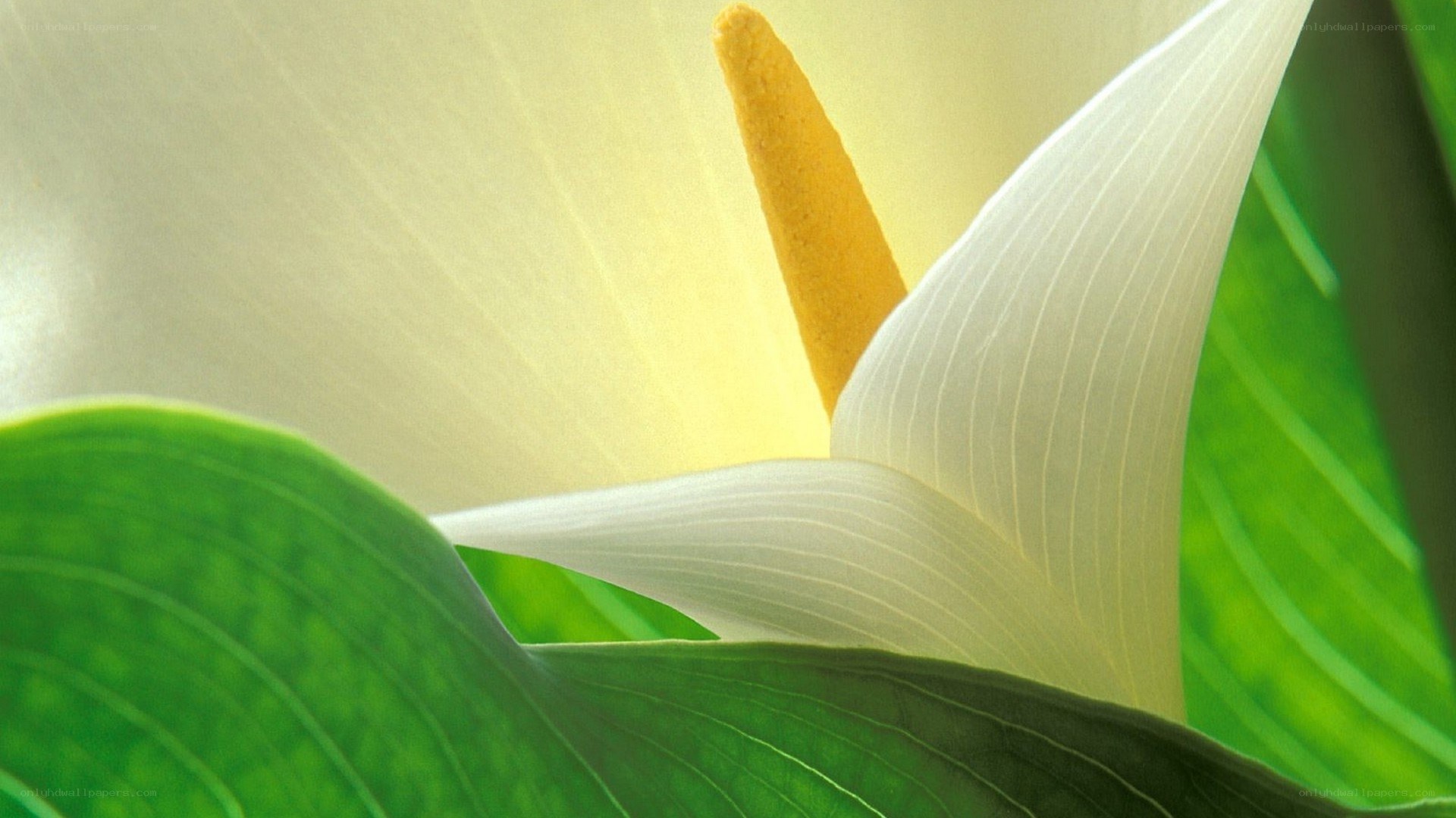 White calla lily close-up