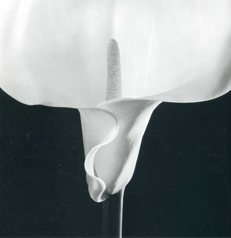 White Calla Lily Close-Up