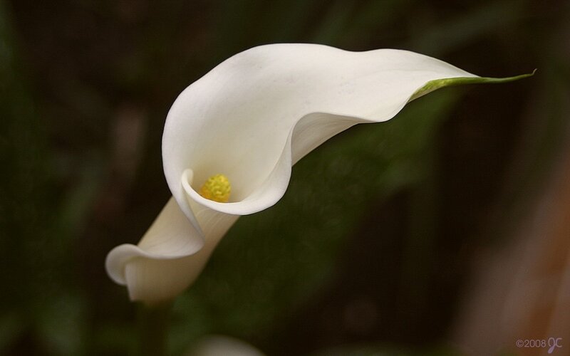 White calla lily flower