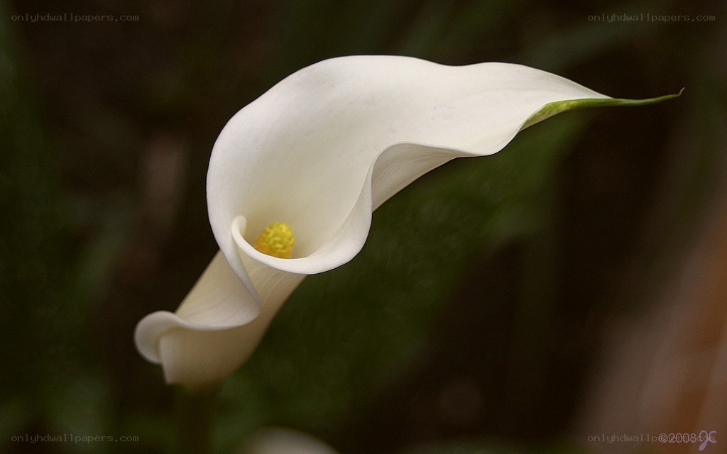 White calla lily flower