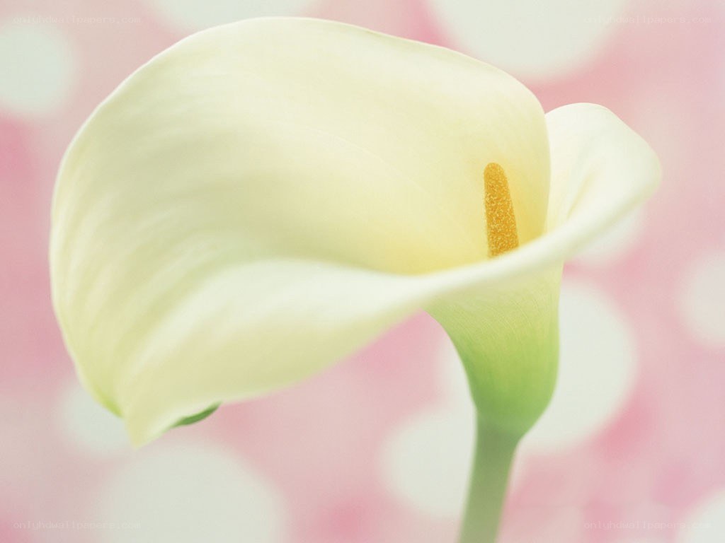 White calla lily flower