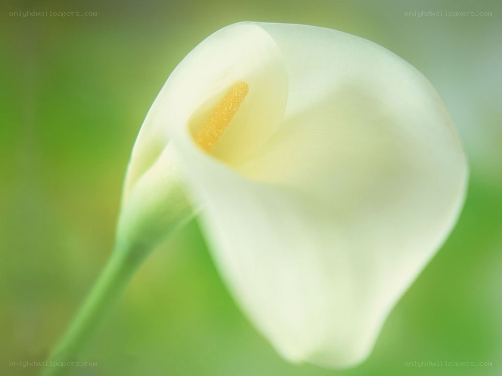 white calla lily flower