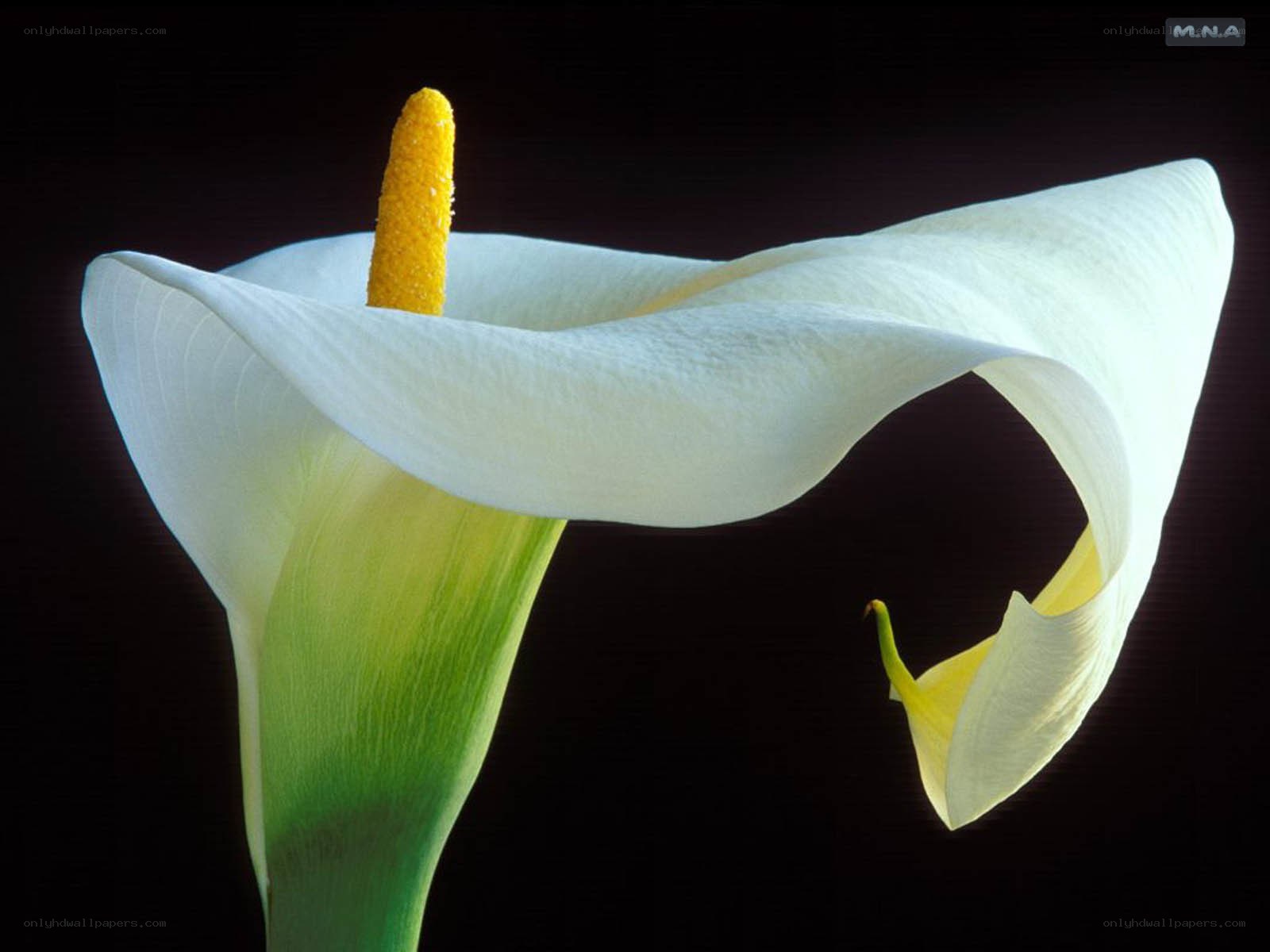 White calla lily flower