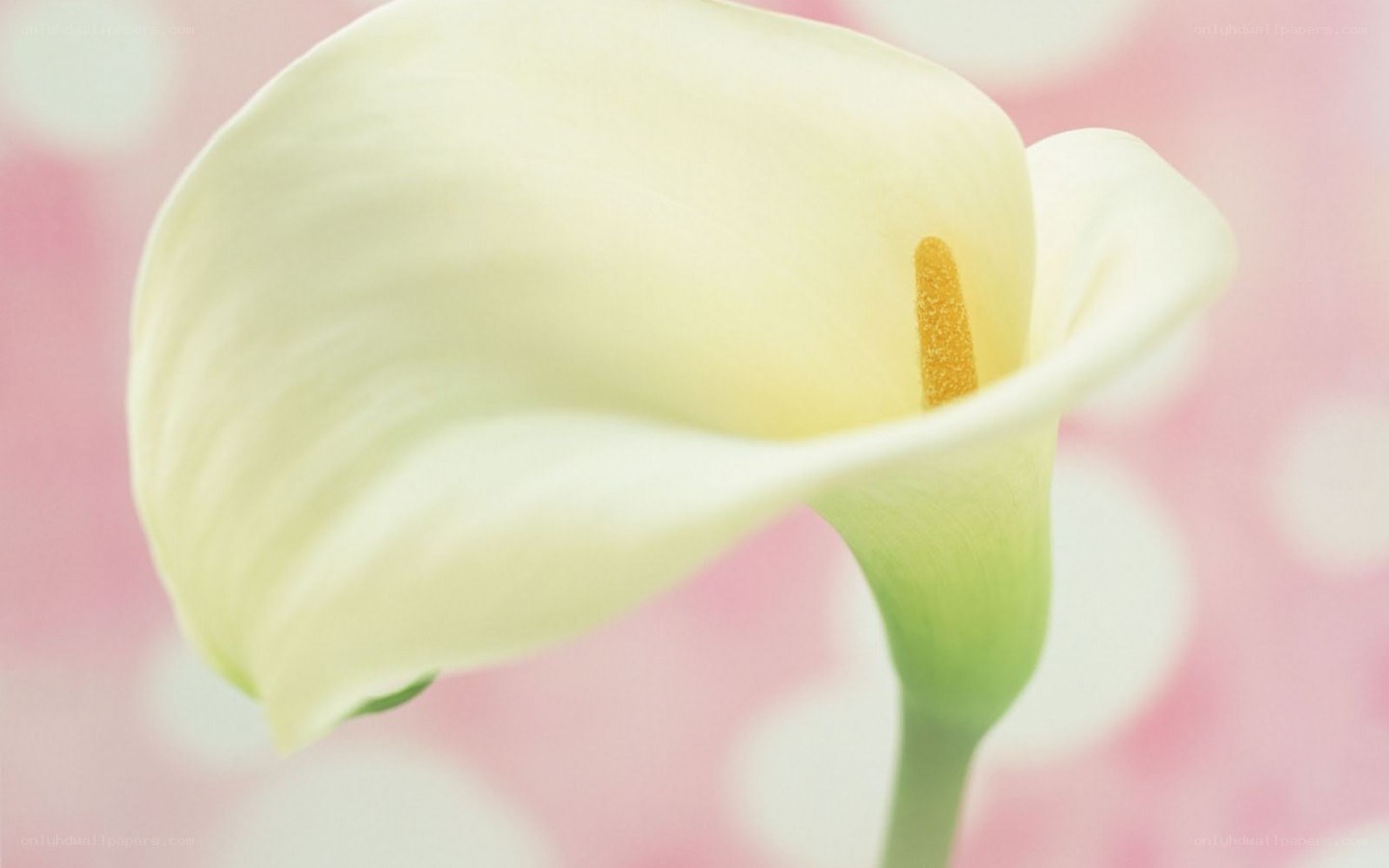 White calla lily flower