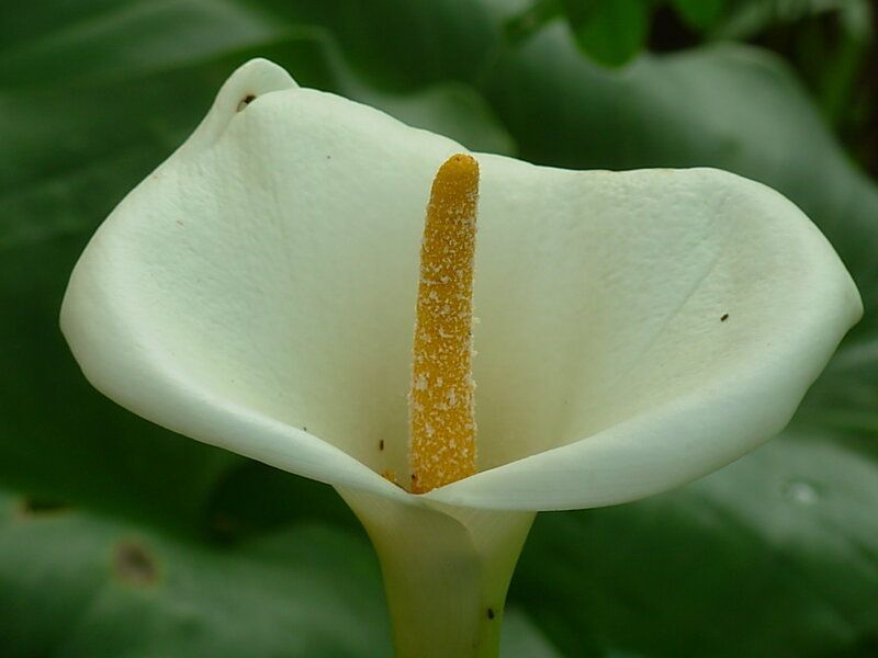 White calla lily flower