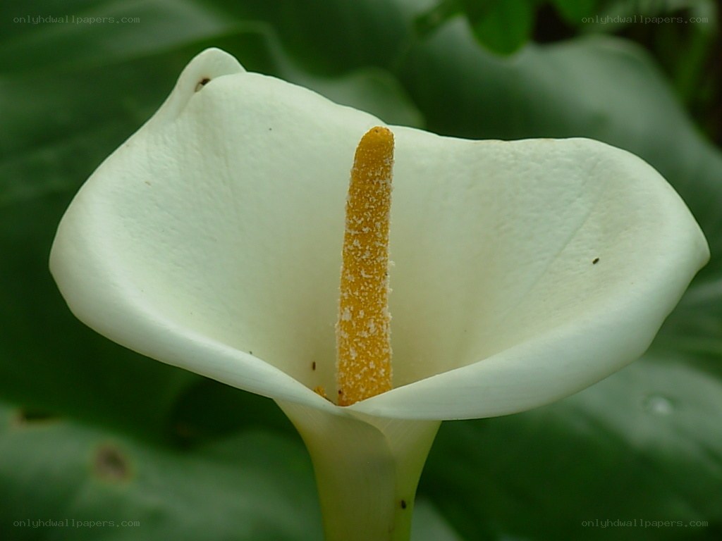 White calla lily flower