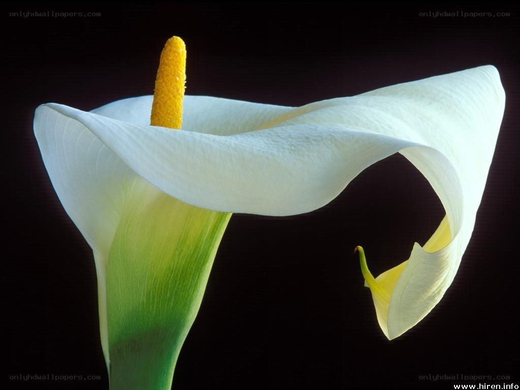 White calla lily flower