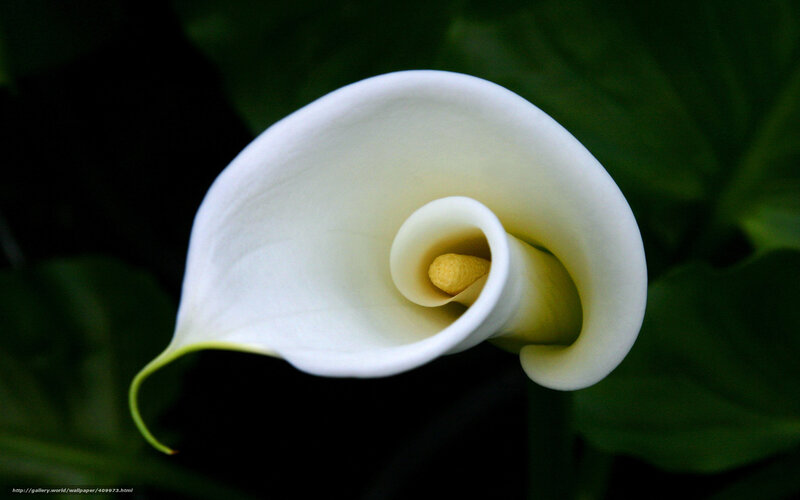 White calla lily flower
