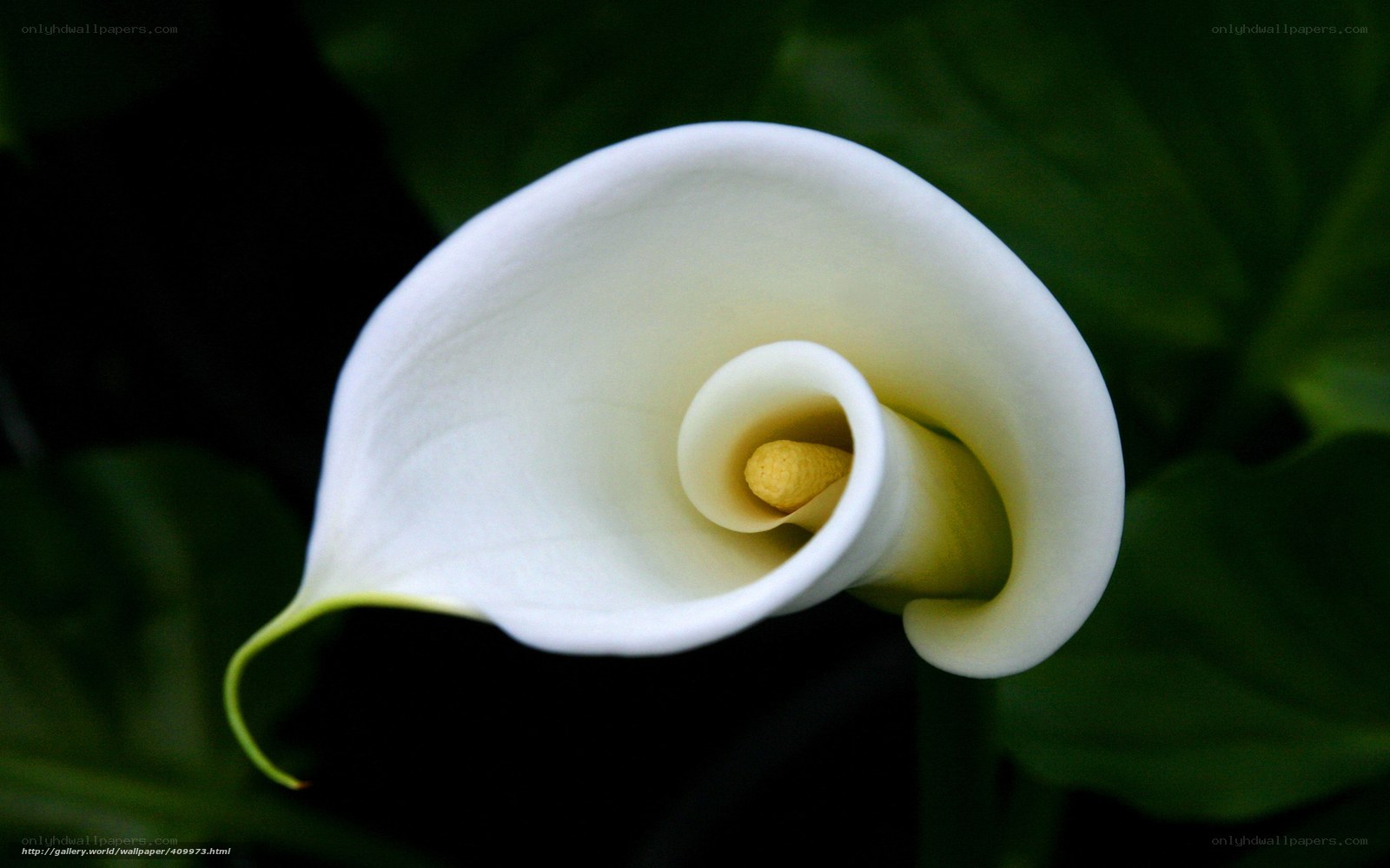 White calla lily flower
