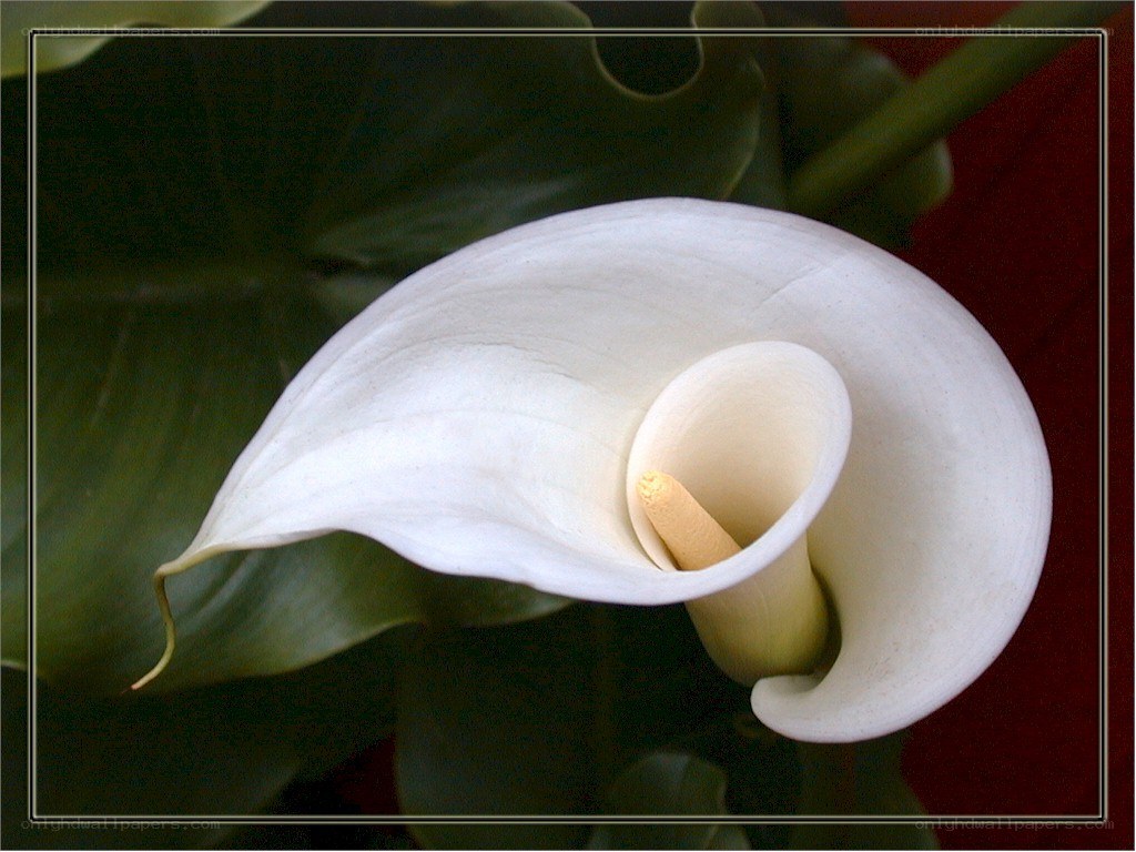 White calla lily flower
