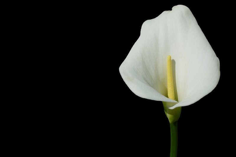 white calla lily flower