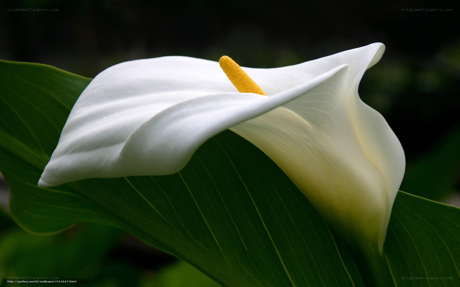 White calla lily flower