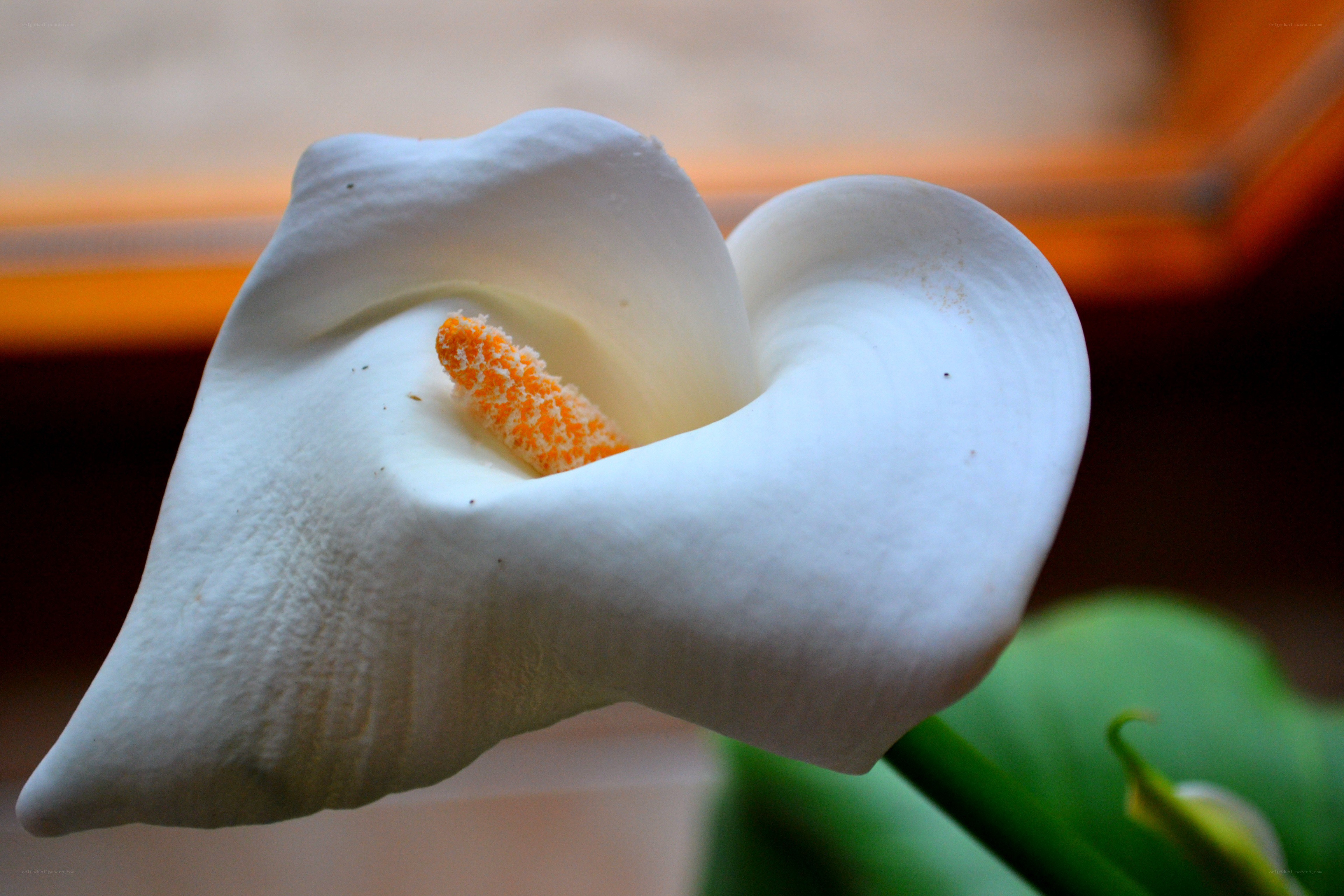 White calla lily flower