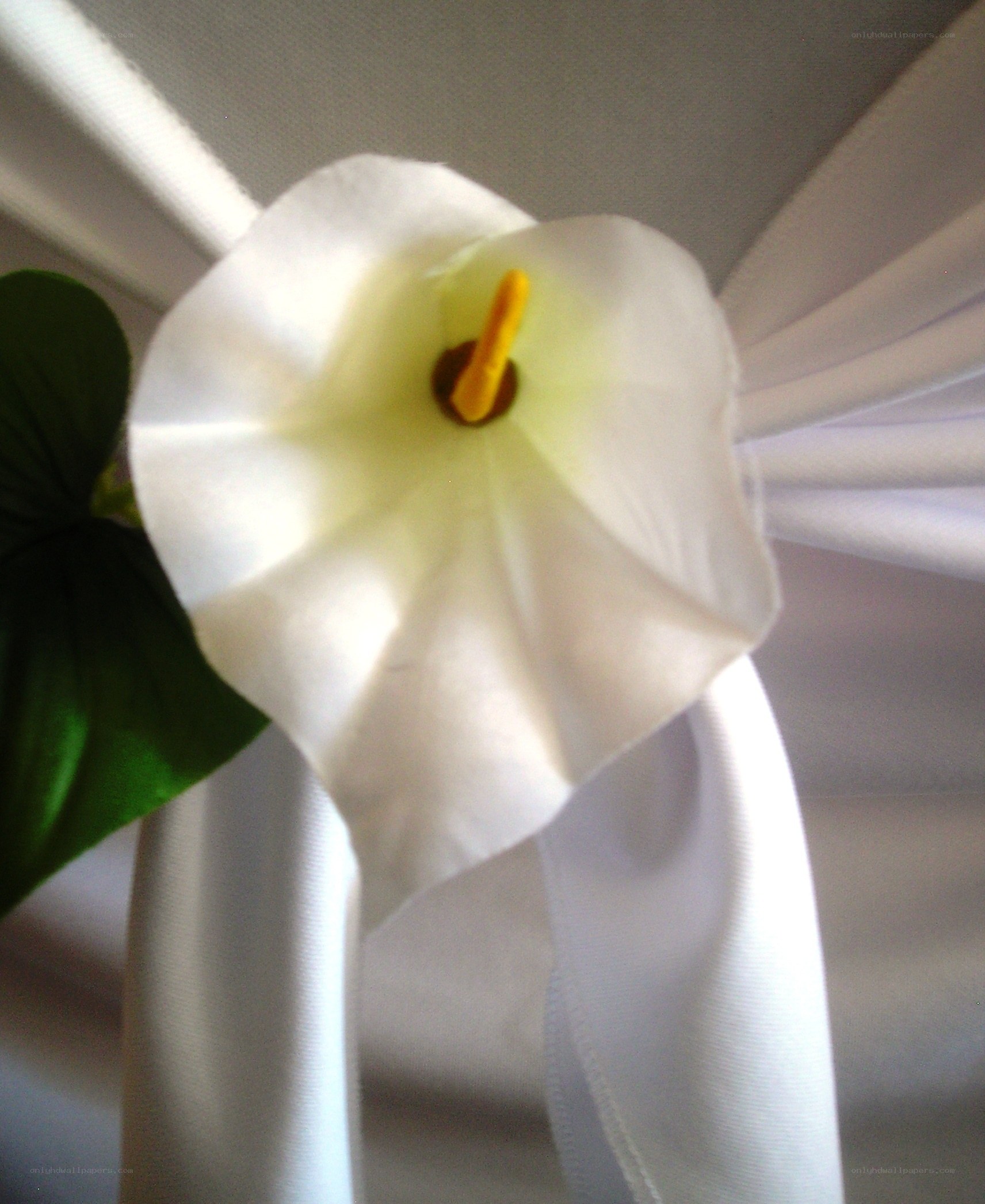 White calla lily flower