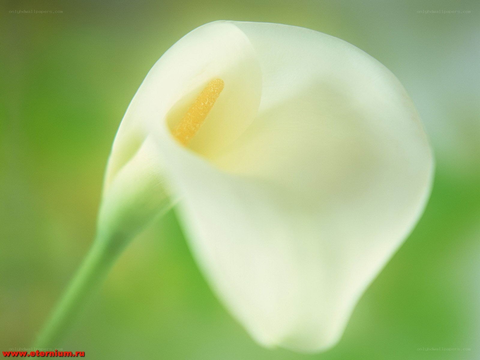 white calla lily flower