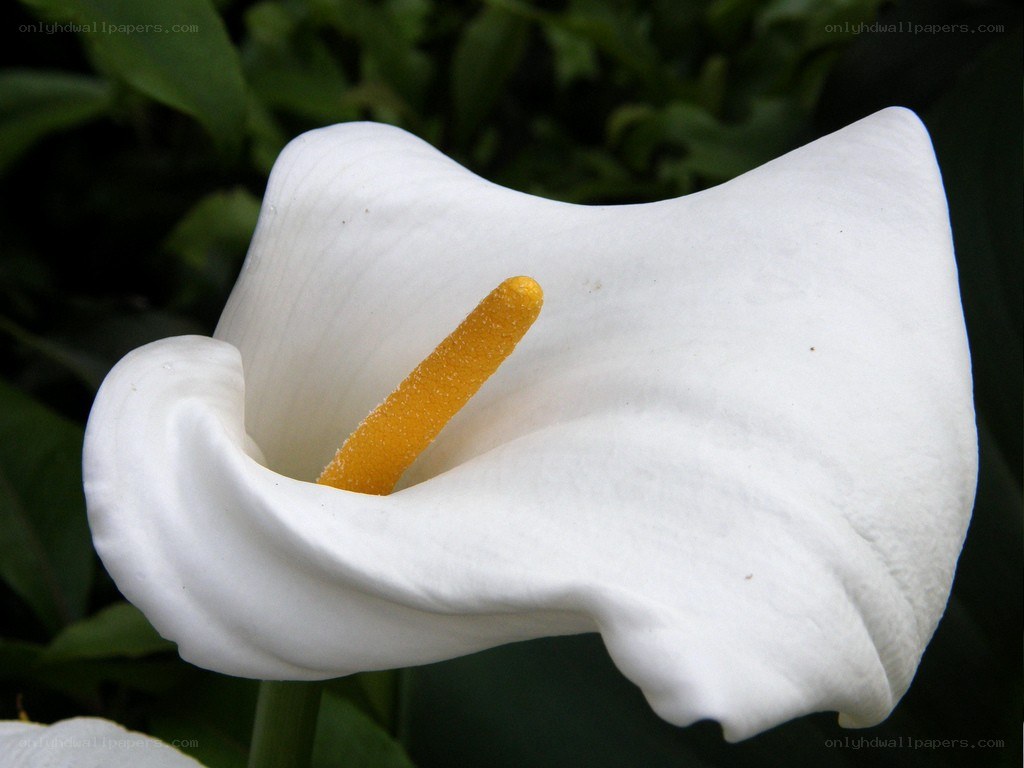 White calla lily flower