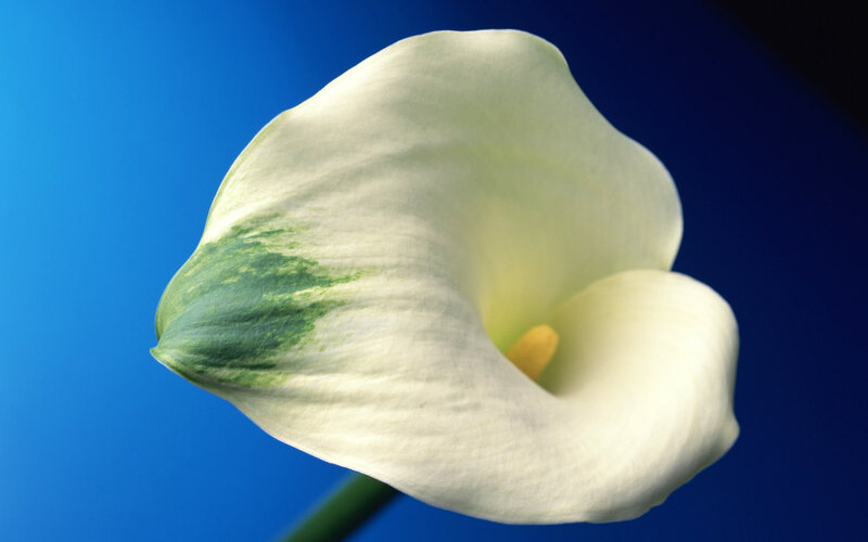 White Calla Lily Flower — Blue