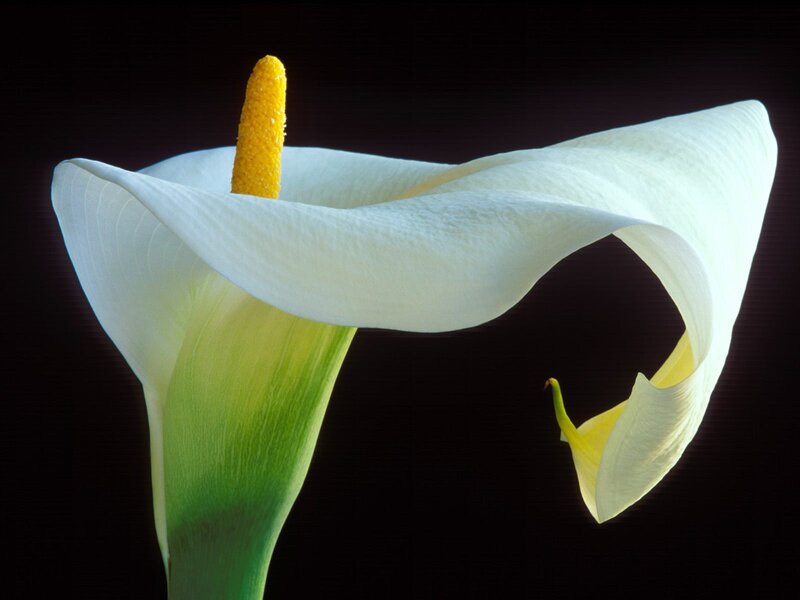 White Calla Lily Flower — Dramatic, Green Stem