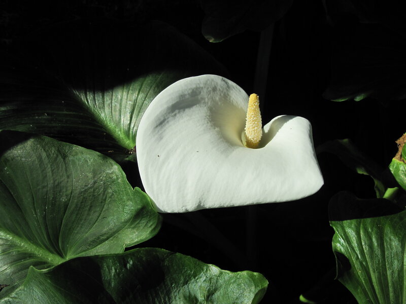 White Calla Lily Flower — Dramatic, Photograph, Green Leaves