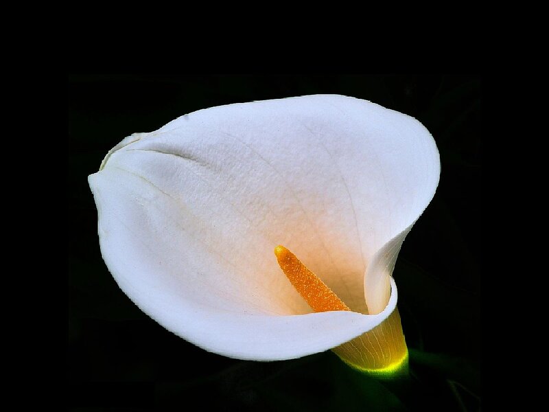 White Calla Lily Flower — Dramatic, Photograph, Spadix