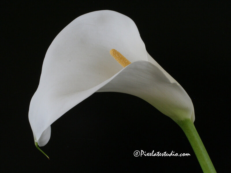 White Calla Lily Flower — Dramatic, Photograph, Stem