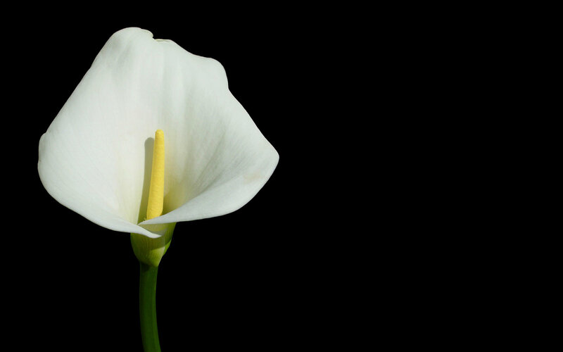 White Calla Lily Flower — Dramatic, Photograph