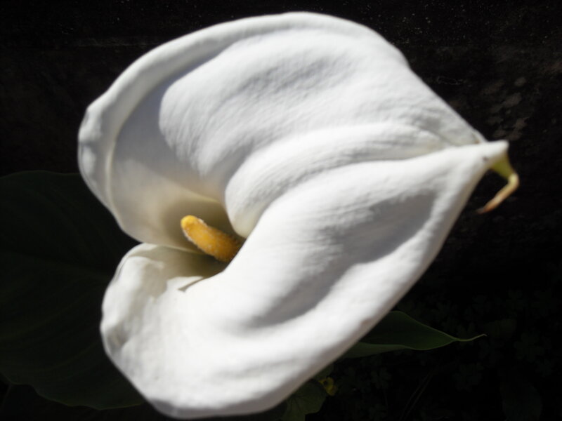 White Calla Lily Flower — Dramatic, Photograph, Yellow Spadix, Green Leaf