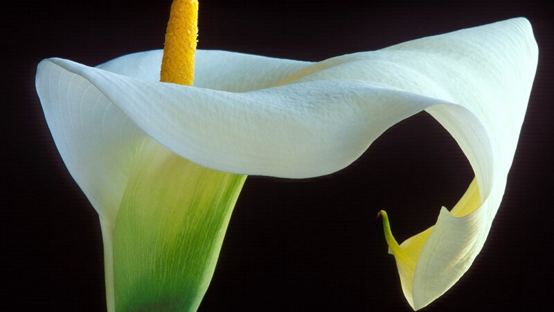 White Calla Lily Flower — Dramatic, Photograph, Yellow Spadix, Green Stem, Yellow, Green