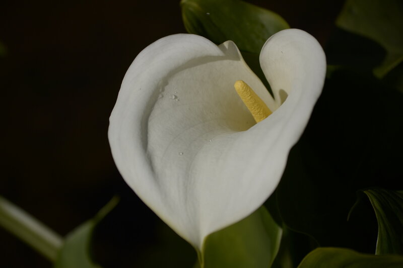 White Calla Lily Flower — Dramatic, Photograph, Yellow Spadix