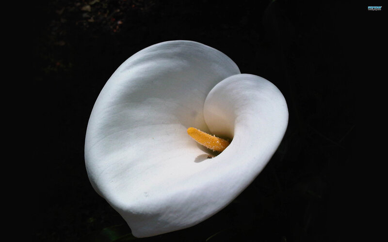 White Calla Lily Flower — Dramatic, Photograph, Yellow Stigma