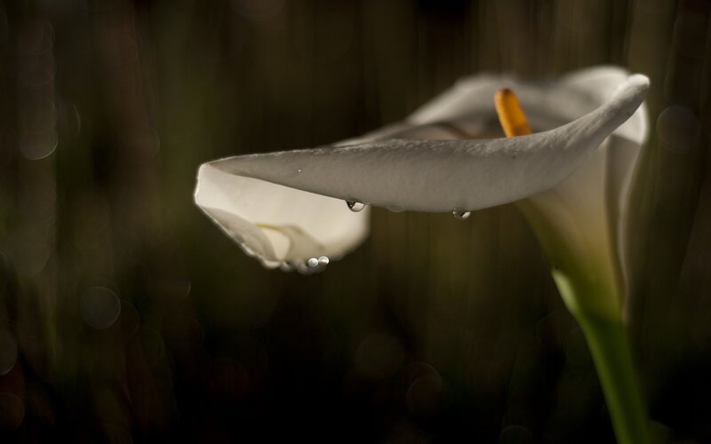 White Calla Lily Flower — Dramatic