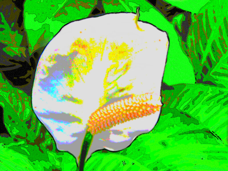White Calla Lily Flower — Green