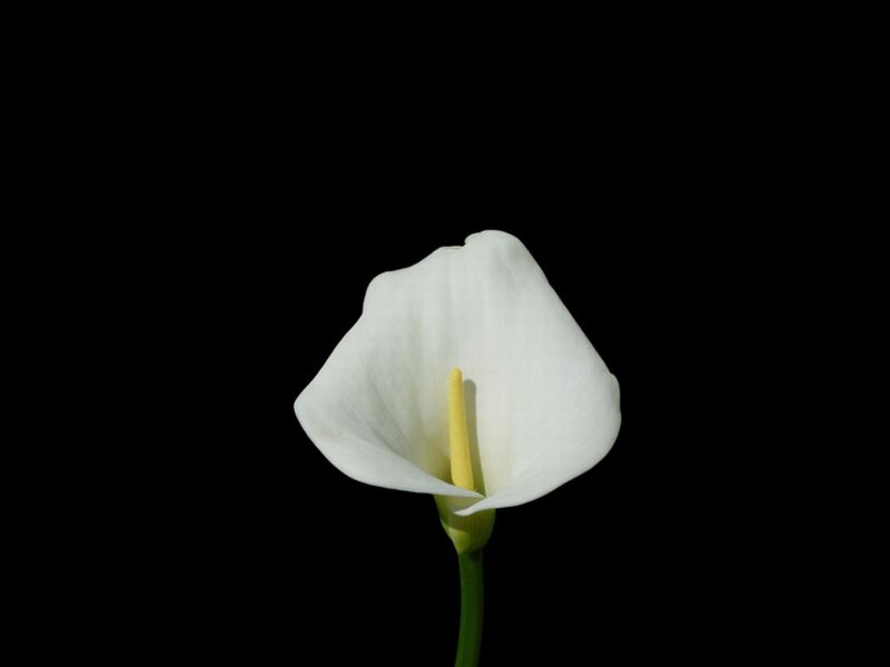 White Calla Lily Flower — Minimalist