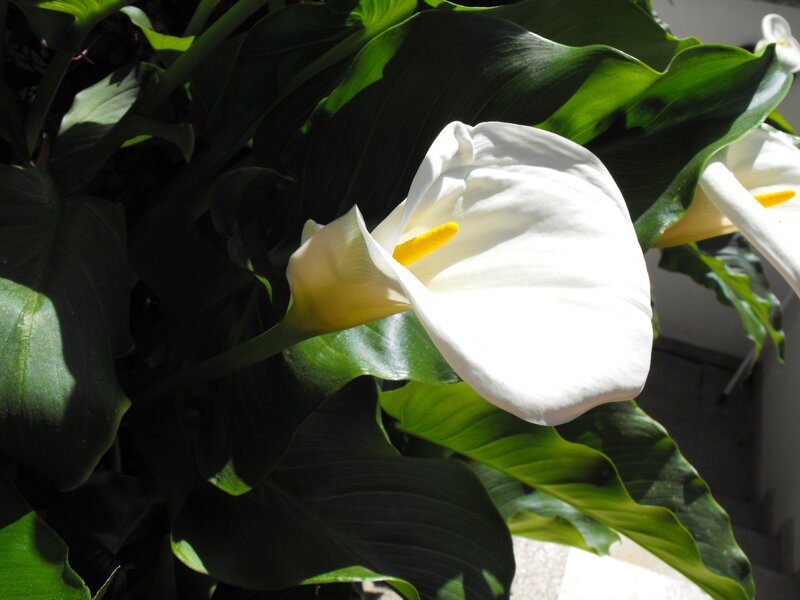 White Calla Lily Flower — Serene, Afternoon