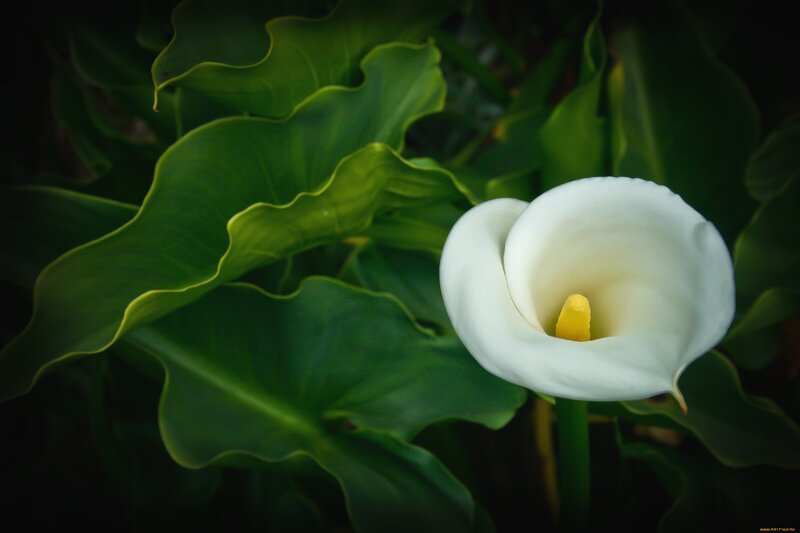 White Calla Lily Flower — Serene, Photograph, Green Leaves