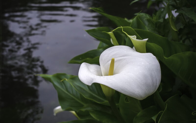 White Calla Lily Flower — Serene, Photograph, Leaves